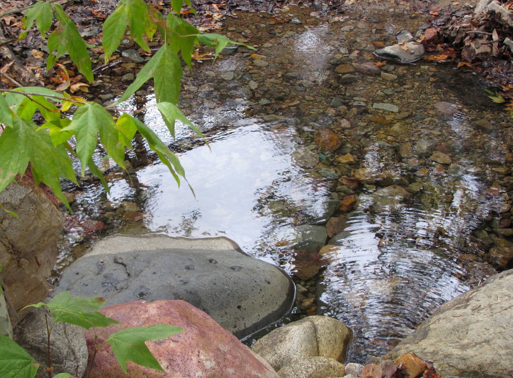 Madera Canyon pool